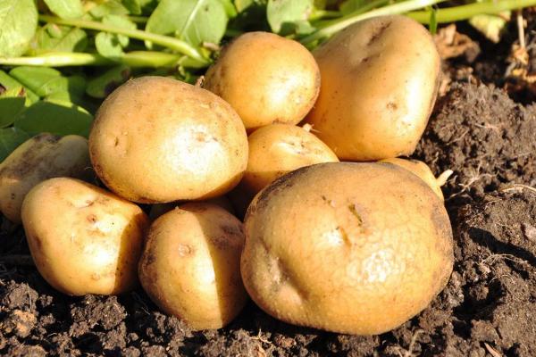 土豆病害图及防治方法