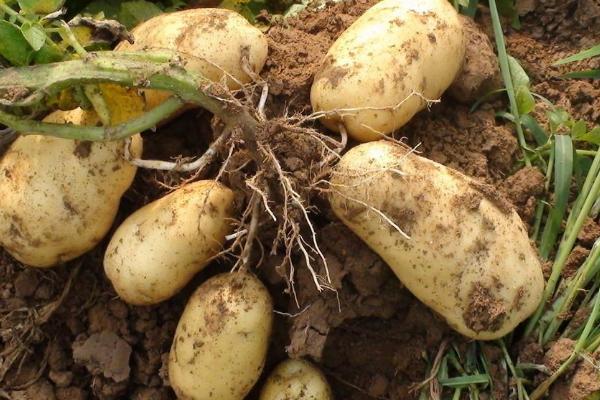 土豆病害图及防治方法