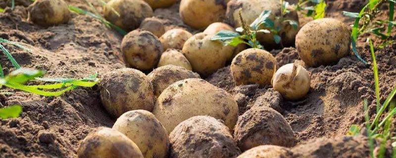 春季土豆高产栽培技术，春季土豆怎么存放不发芽