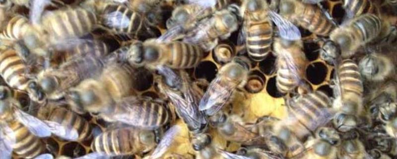 中蜂一年可以繁殖几箱，繁殖期是什么时候
