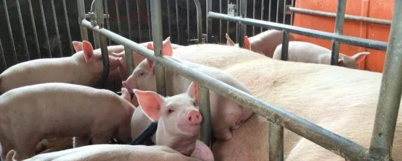 二十头份猪瘟苗打几头猪，几天能产生抗体