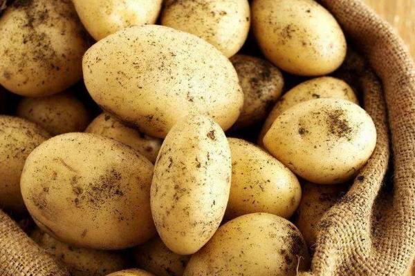 土豆种植技术，土豆发芽了还能吃