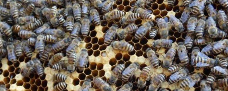 中蜂活框土养不用巢础方法，活框但群如何快速繁殖