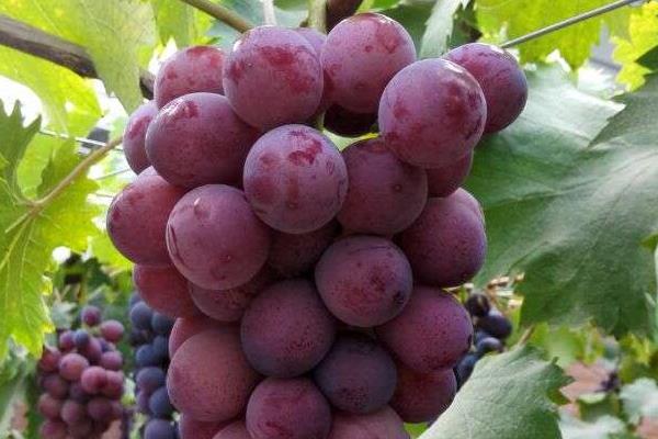 露天极早熟葡萄品种