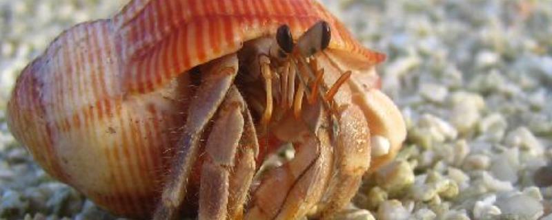 海边抓的寄居蟹能活几天，寄居蟹脱壳需要多久