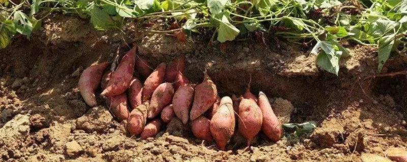 红薯防治地下害虫农药，地下害虫主要有哪些