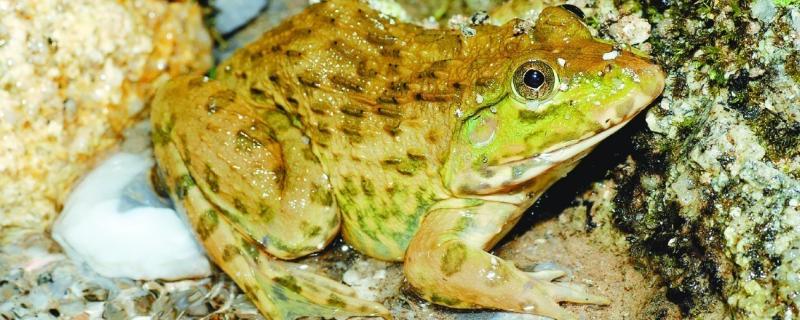 虎纹蛙和青蛙的区别，虎纹蛙可以人工养殖吗