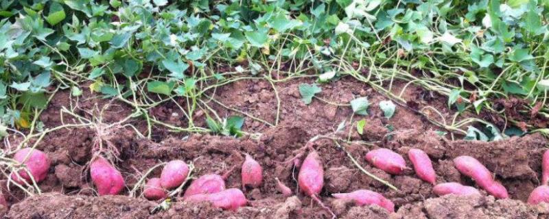 一亩红薯用多少复合肥，施什么肥料好