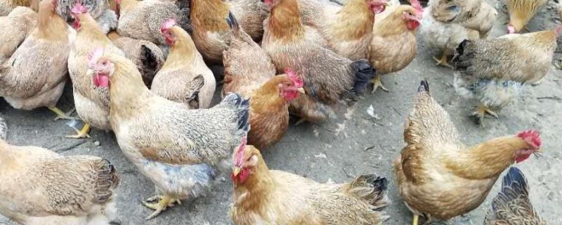 鸡饲料怎么喂给鸡吃，鸡饲料添加剂有哪些