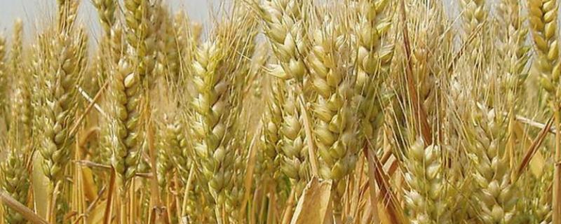 小麦春季打什么药能增产，增产率如何计算