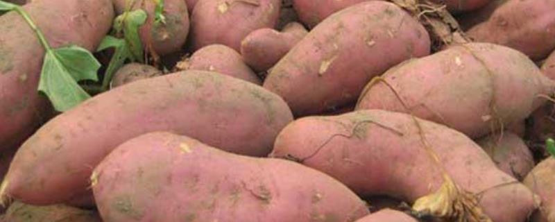 红薯移栽后能用二甲戊灵吗，移栽后几天施肥