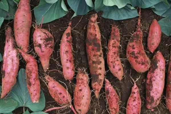 红薯用什么复合肥高产，附种植方法与时间