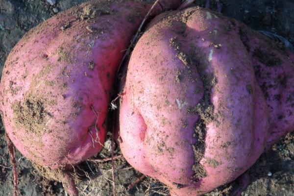 红薯常见病虫害图谱及防治