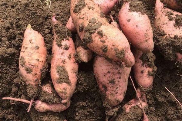 红薯苗蔫了还能活吗，附红薯苗种植的方法步骤