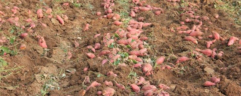 红薯的栽培与田间管理技术，怎样管理才能高产