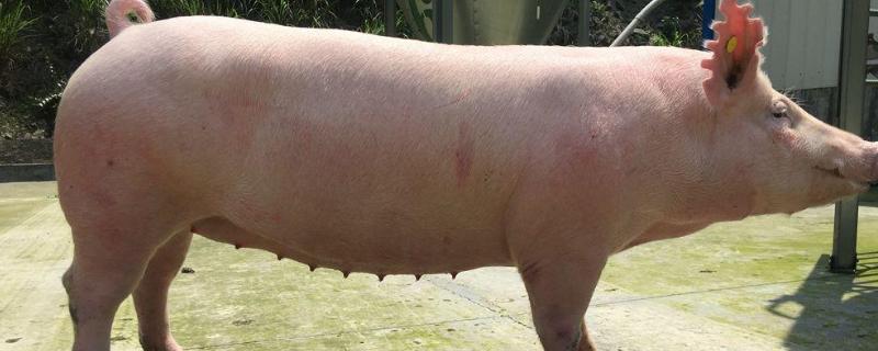 猪换料拉稀怎么治疗，猪换料应激都有哪些症状