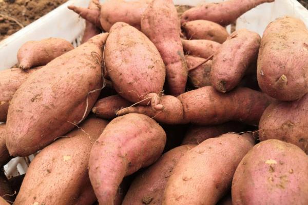 高淀粉红薯品种