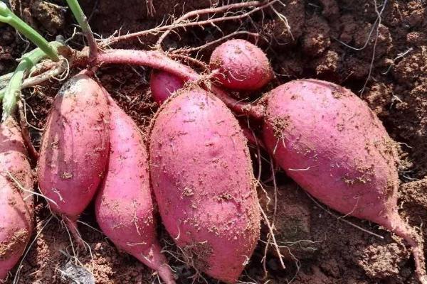 红薯种植技术和管理，几月份种植合适