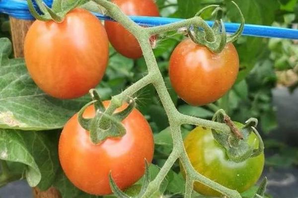 小西红柿的种植方法和管理技术