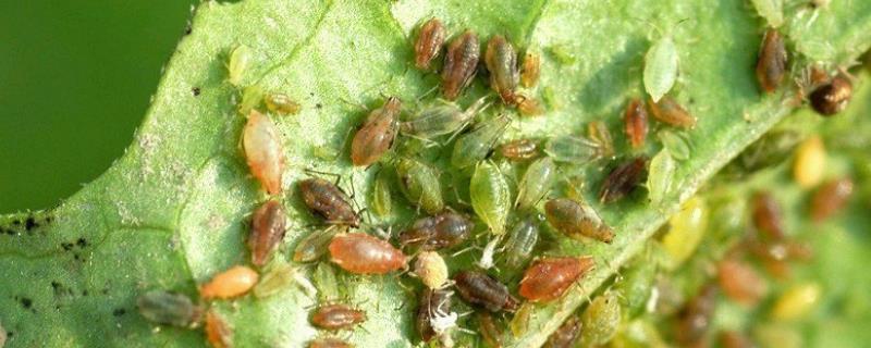 蔬菜蚜虫用什么土方法治，蚜虫是怎么长出来的