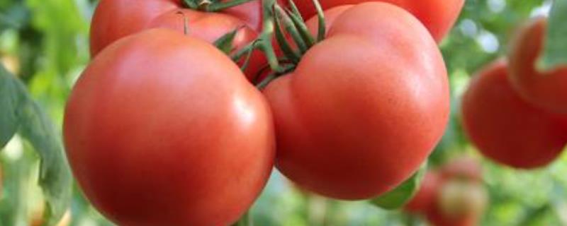 蕃茄栽培技术，种植多久可以上市