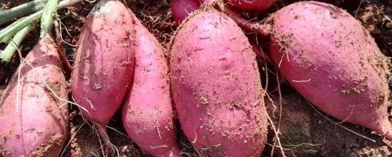 红薯专用肥料，用什么肥料做底肥
