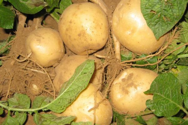 土豆的管理与施肥