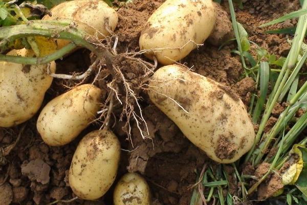 土豆的管理与施肥