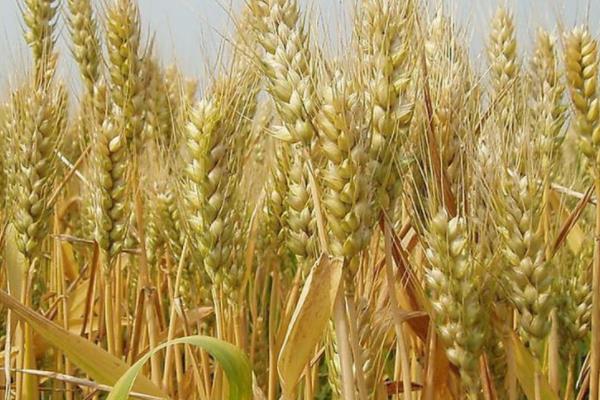 菏麦25小麦品种介绍