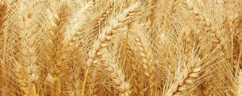 小麦黄叶干尖是什么病，如何防治，是什么原因导致的