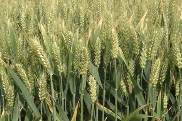 华成865小麦品种介绍