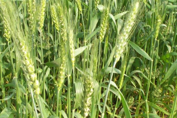 华成865小麦品种介绍