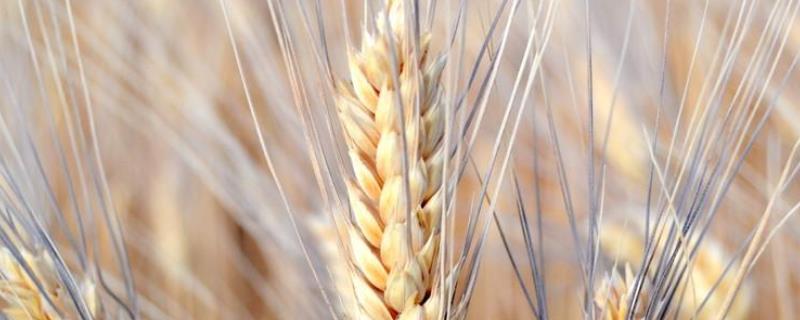 菏麦22小麦品种介绍