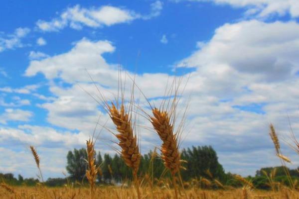 荷麦22小麦品种