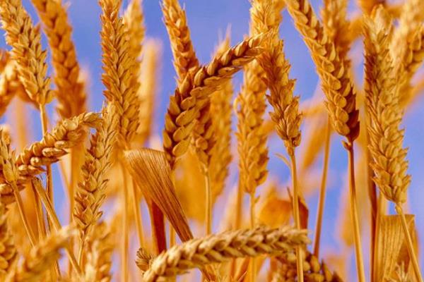 荷麦22小麦品种