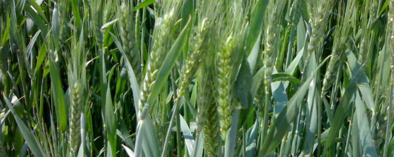 河农085小麦品种
