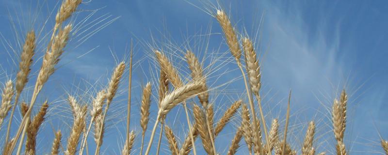 垦星5号小麦品种