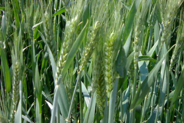 漯麦116小麦品种
