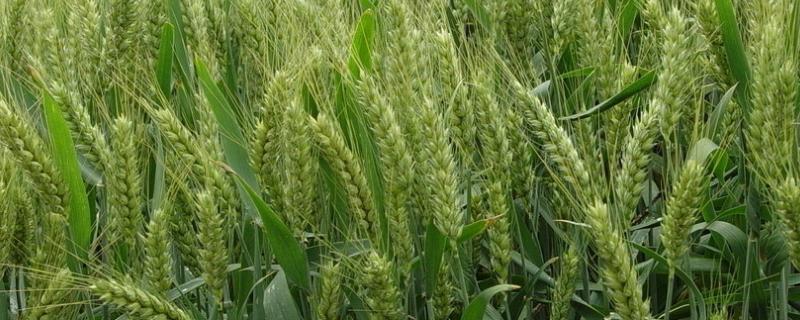 天麦160小麦品种