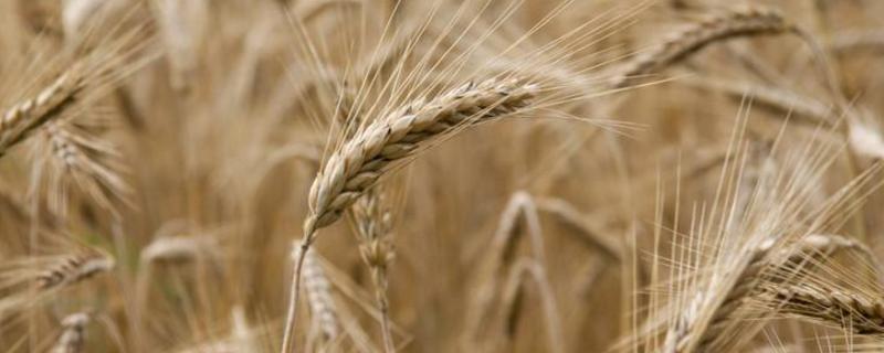 金穗116小麦品种介绍