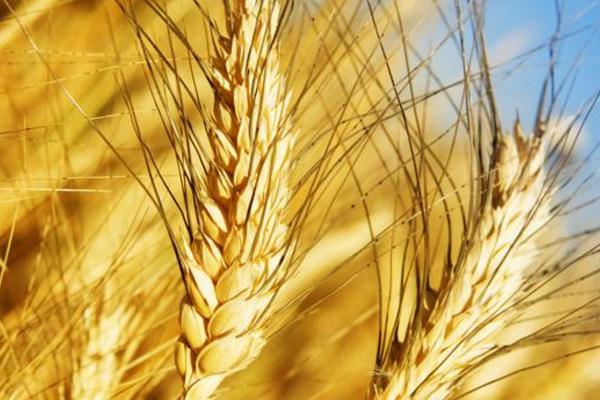 金穗116小麦品种介绍