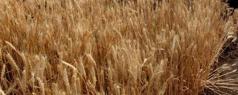 超大穗小麦新品种
