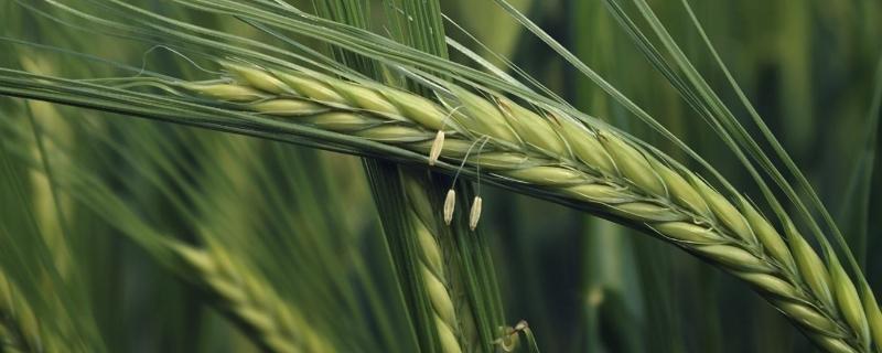 小麦死穗是什么病，是什么原因导致的