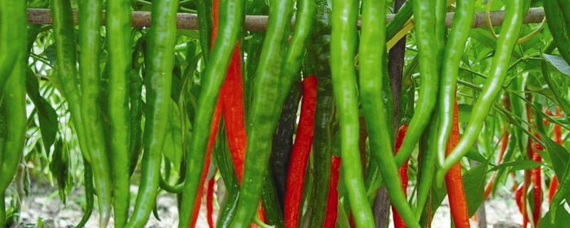 辣椒的生长条件，几个月可以收获
