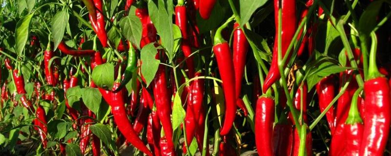 辣椒的栽培与管理技术