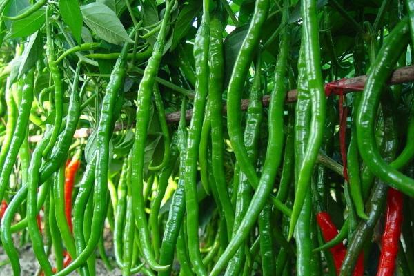 辣椒一年可以种几季，附种植方法