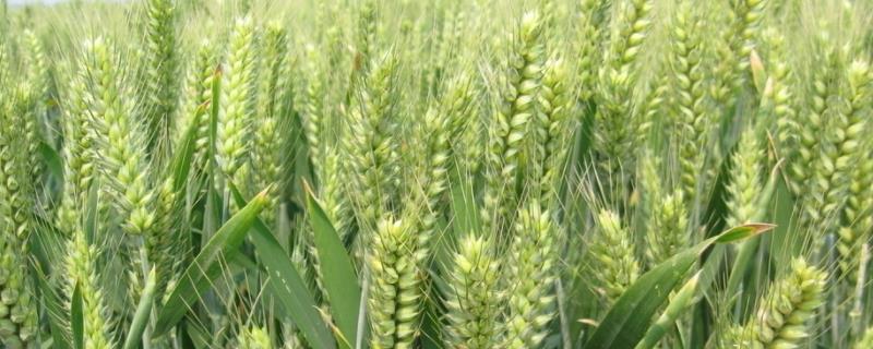 小麦干穗是什么病如何治疗，附症状