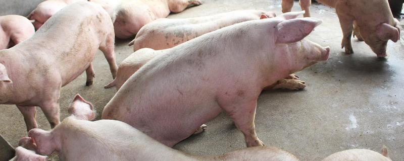 猪生长周期多久，生长速度慢是什么原因