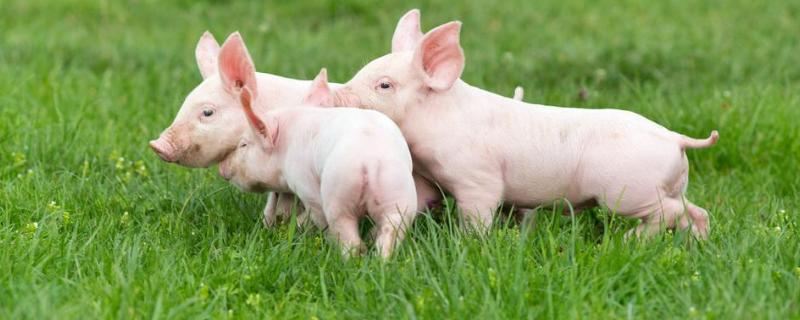 40斤小猪一天喂多少饲料，如何喂