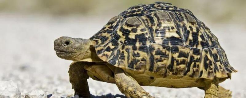 龟和鳖的区别照片，龟和鳖属于什么动物